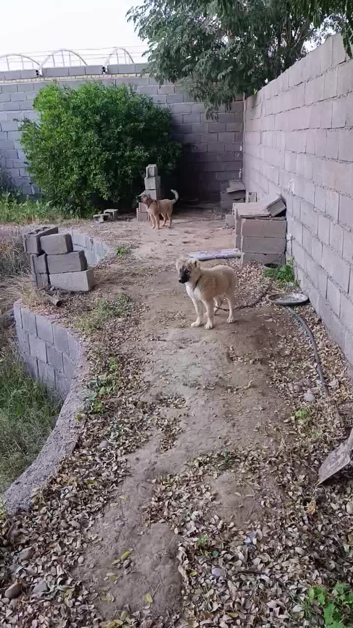 سگ سرابی|سگ|گتوند, |دیوار