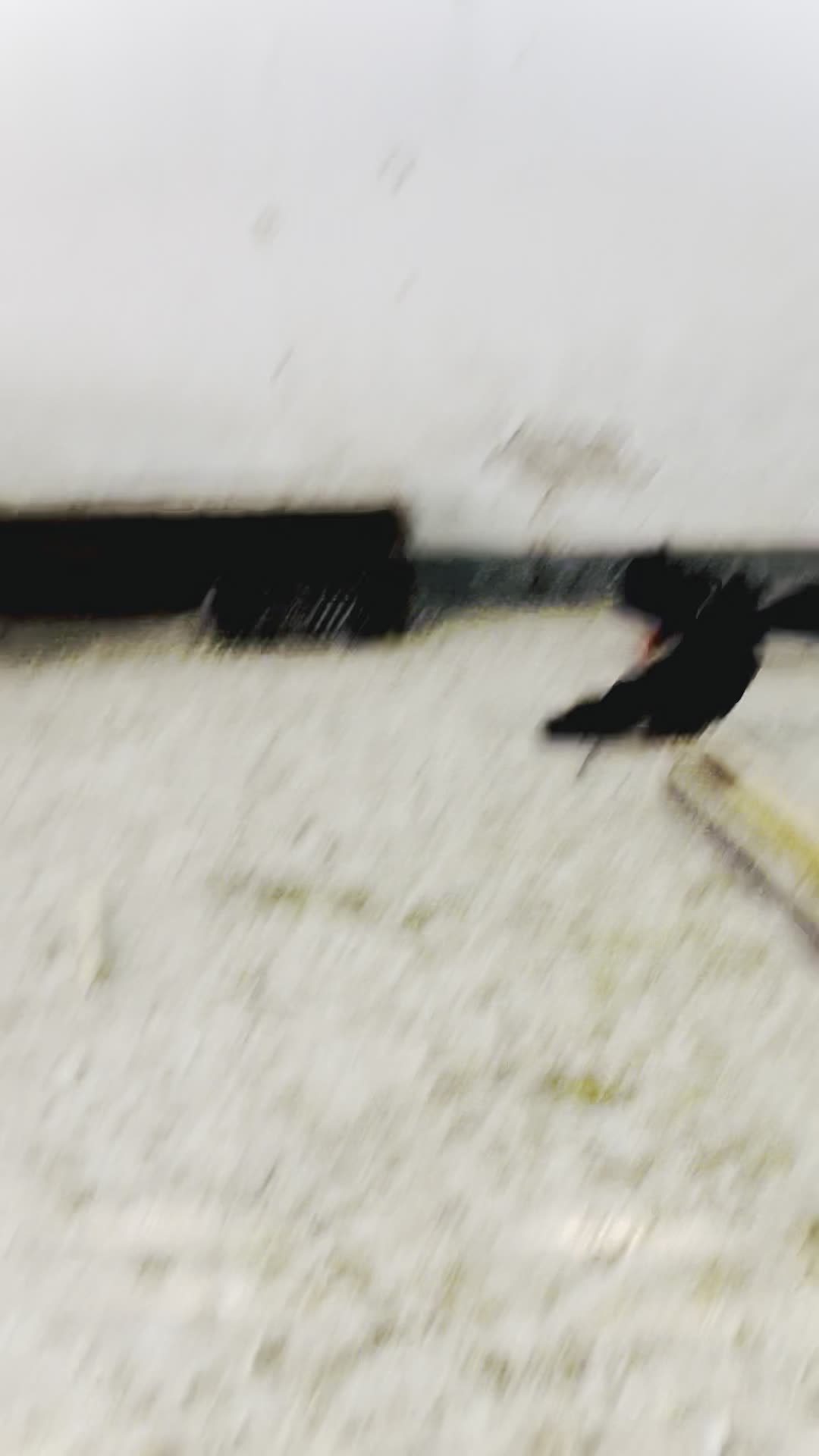 کبوتر زاغ ابدانی صبر|پرنده|سورک, |دیوار