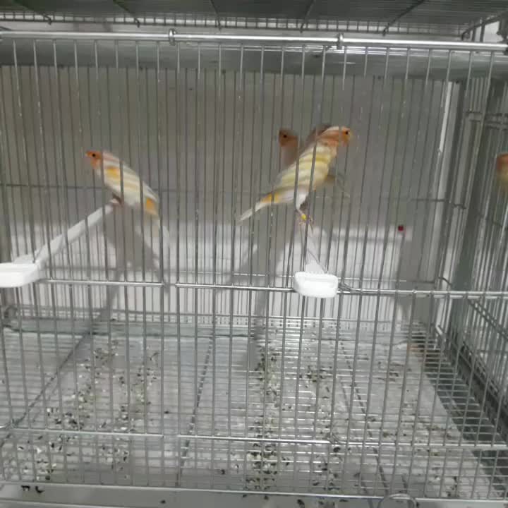 قناری نروماده موزاییکی|پرنده|اصفهان, فیزادان|دیوار