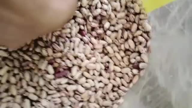 لوبیا چیتی وارداتی|خوردنی و آشامیدنی|مشهد, شیرودی|دیوار