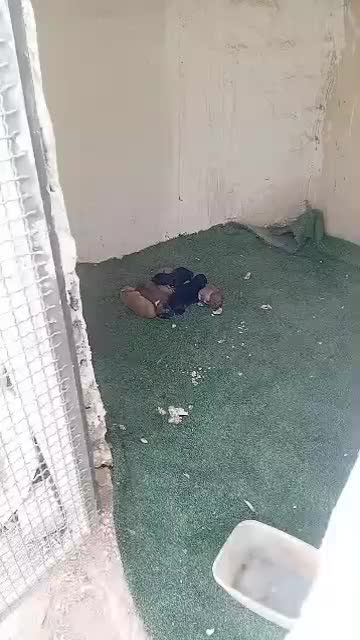 واگزاری توله ژرمن|سگ|دماوند, دماوند|دیوار