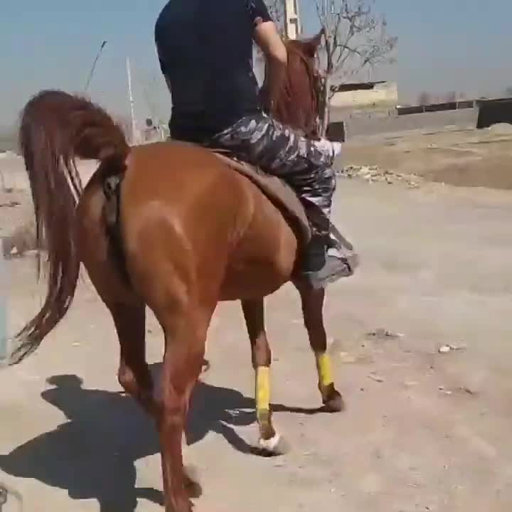 اسب مادیون|اسب و تجهیزات اسب‌سواری|اصفهان, کوی امیریه|دیوار