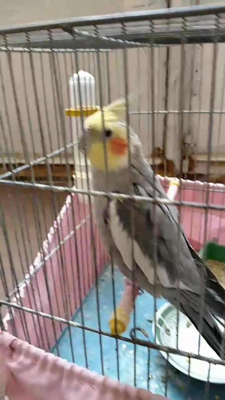 طوطی عروس|پرنده|قم, چهار مردان|دیوار