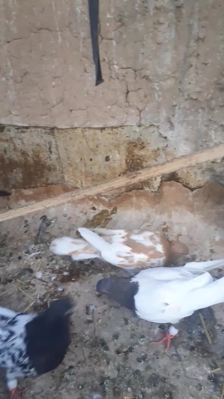 پرنده|پرنده|مشهد, نرگس (شهرک غرب)|دیوار
