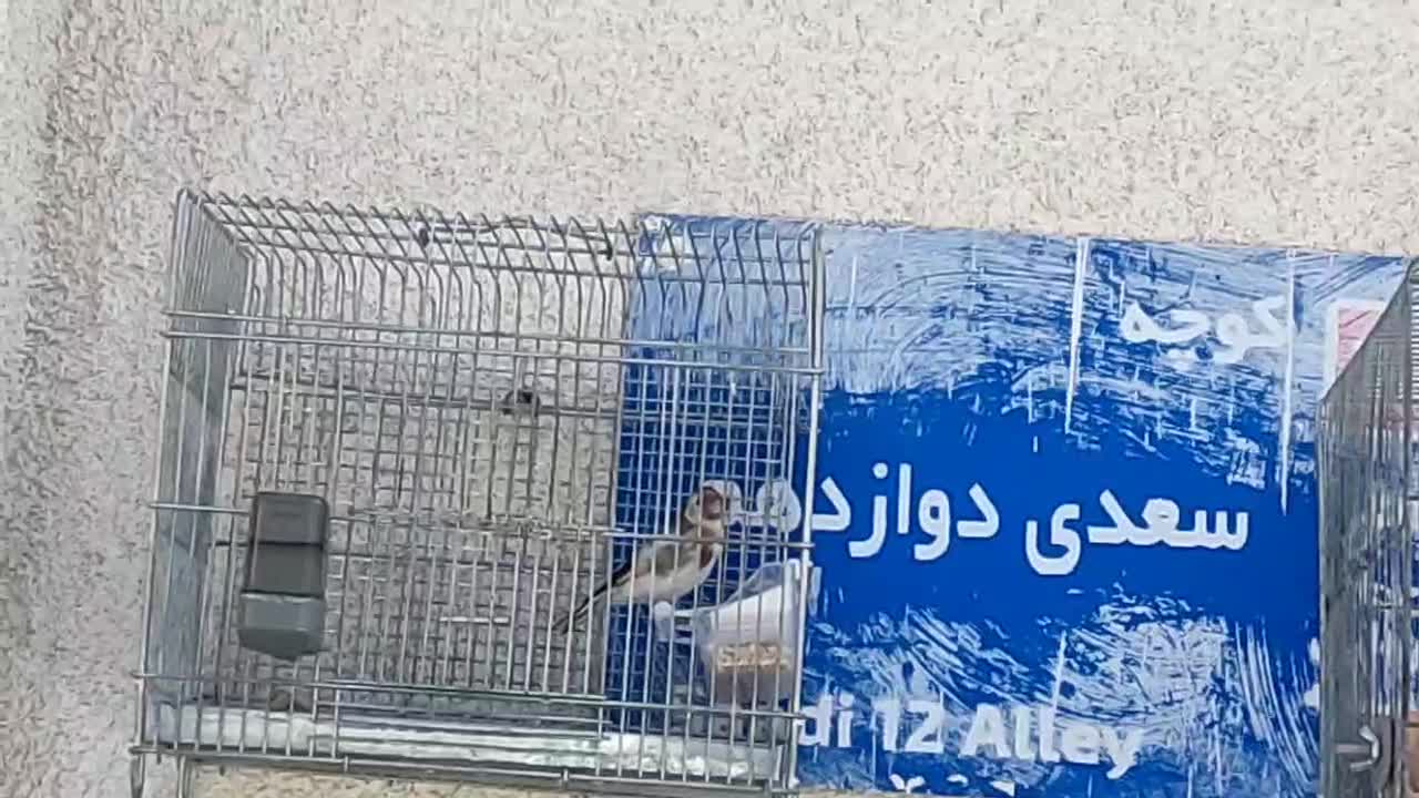 سهره معاوضه قناری سر خاکی|پرنده|محمدیه-قزوین, |دیوار