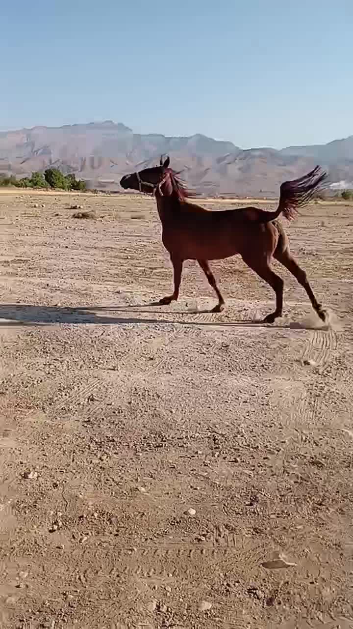 اسب دره شور|اسب و تجهیزات اسب‌سواری|خفر, |دیوار