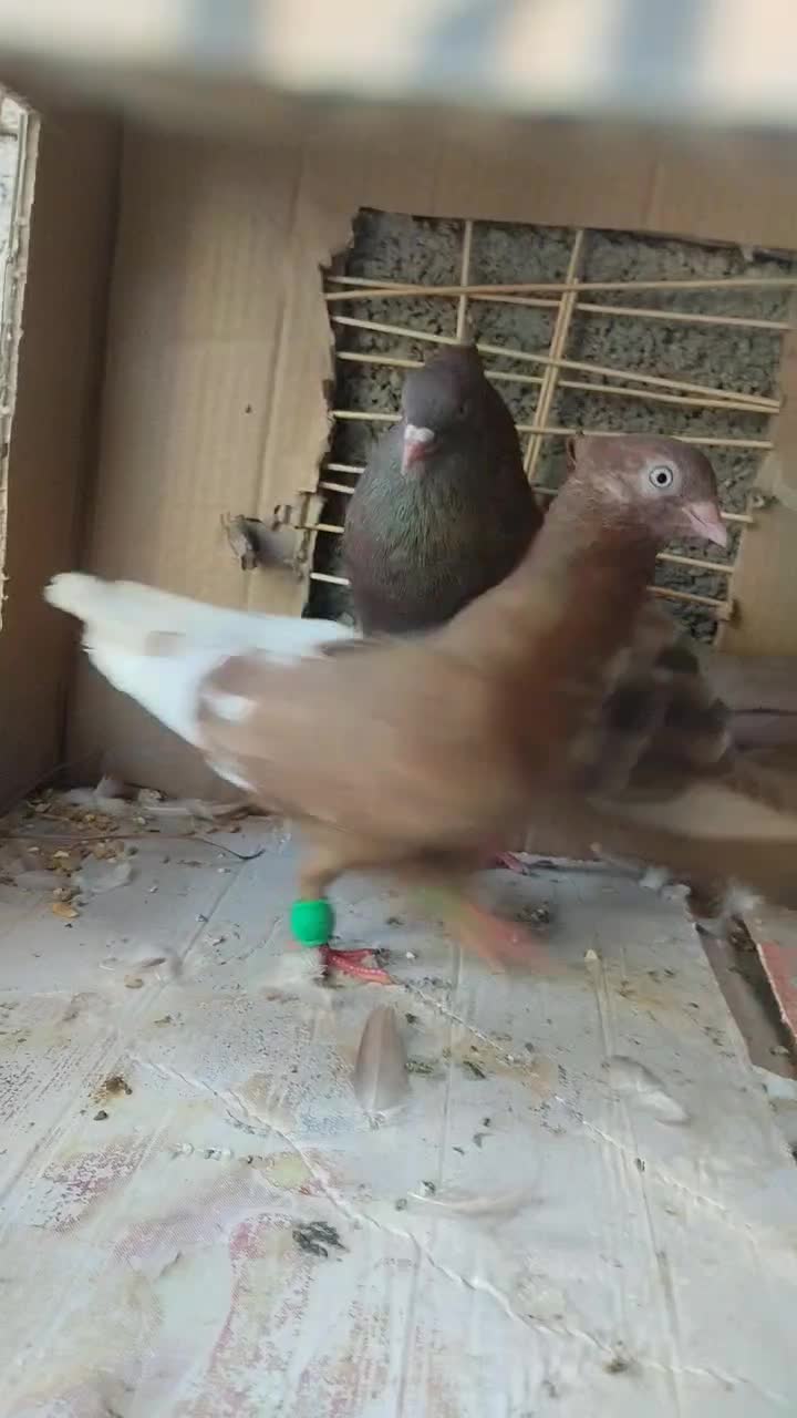 کبوتر|پرنده|سعدآباد, |دیوار