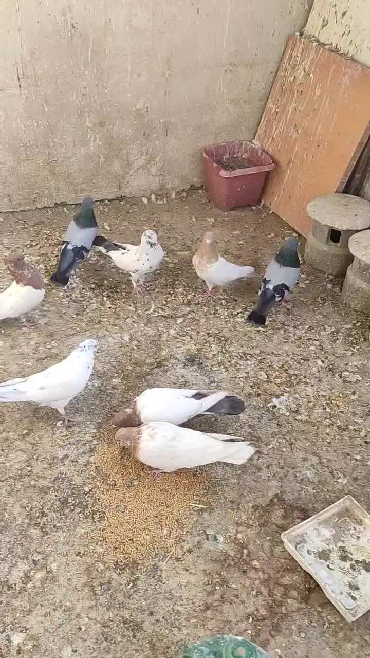 پرنده|پرنده|اصفهان, شهرک کاوه|دیوار