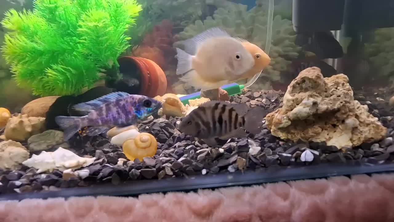 ماهی گوشت خوار|ماهی|خرمآباد, |دیوار