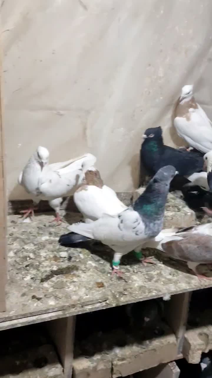 کبوتر رنگه پرشی نر|پرنده|مشهد, شهید قربانی|دیوار