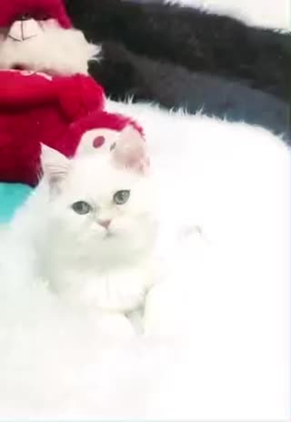 واگذاری و فروش بریتیش سفید اصیل|گربه|لنگرود, |دیوار