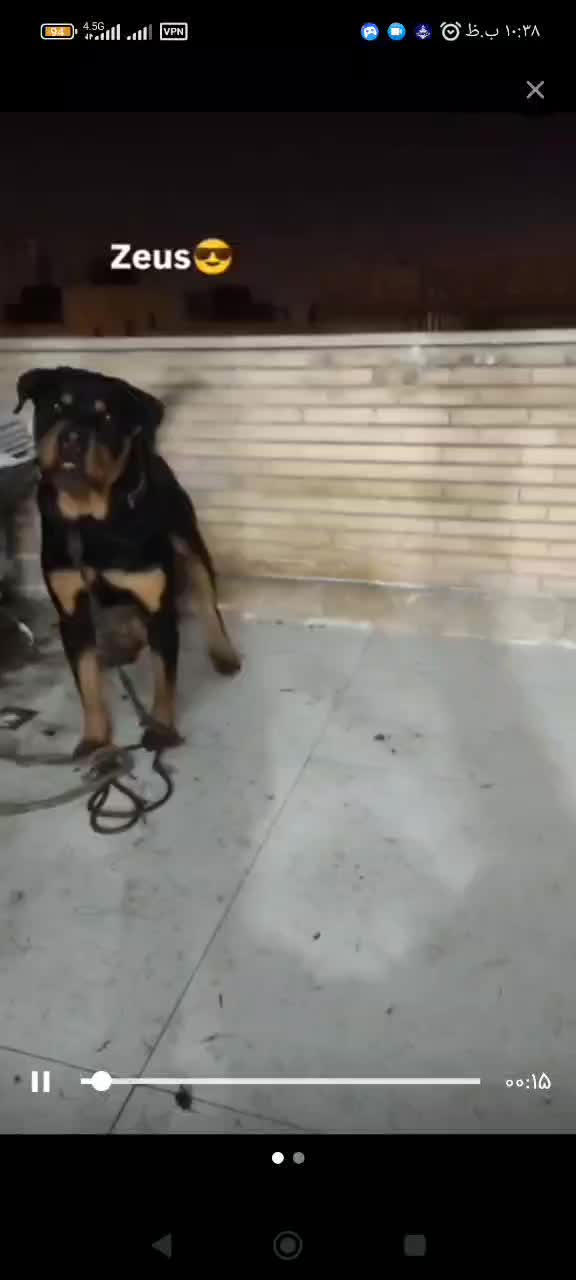 روتوایلر نر کشش|سگ|اصفهان, بهارستان|دیوار