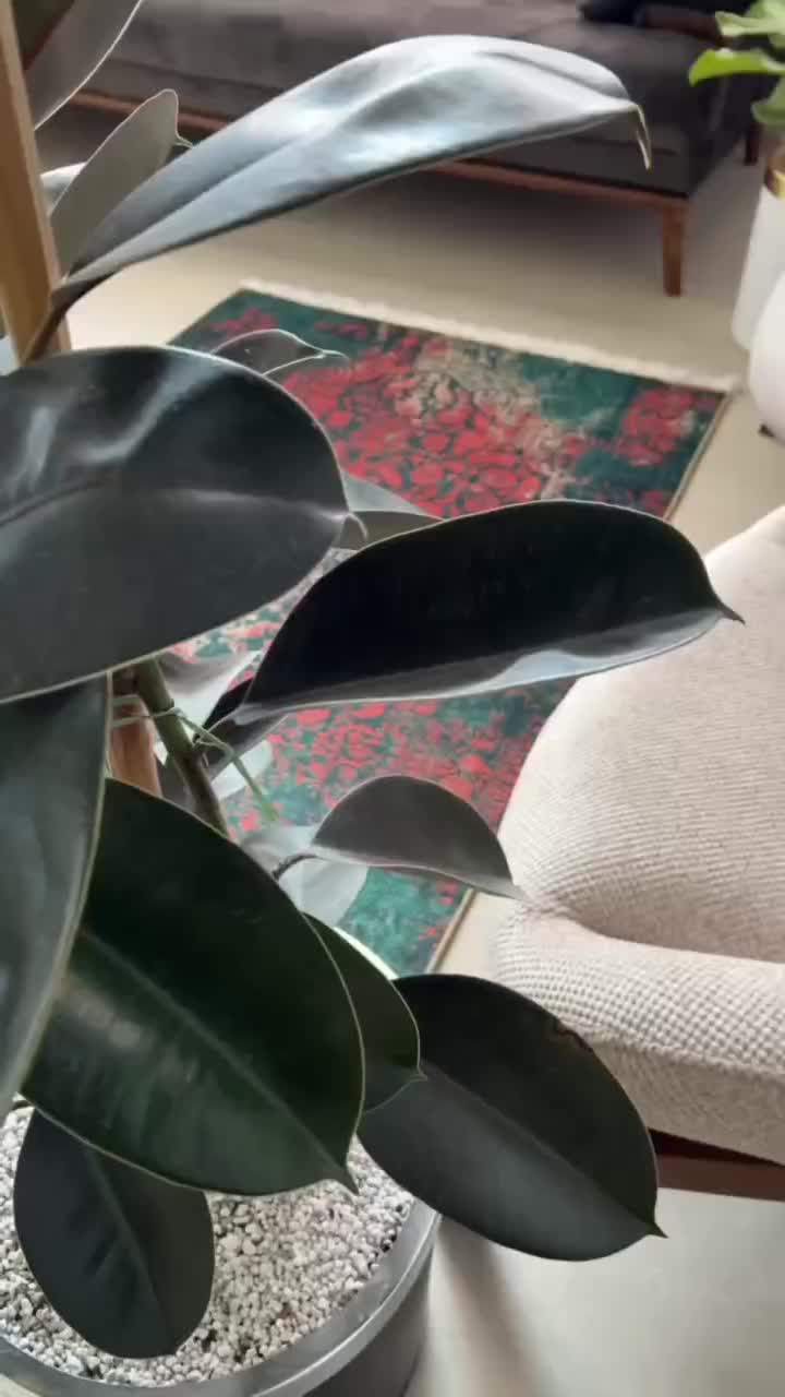 نسل جدید فرش و گلیم|گلیم، جاجیم، گبه|همدان, |دیوار