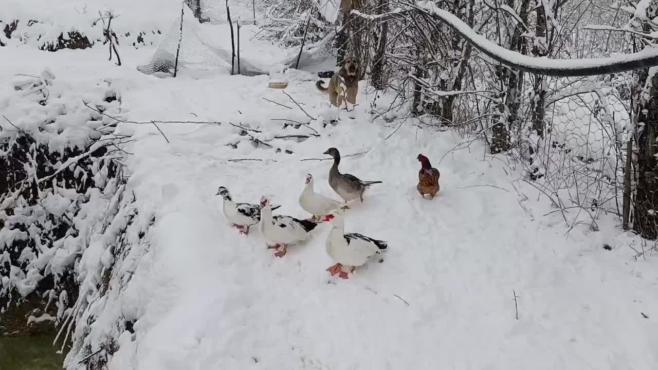 اردک محلی|حیوانات مزرعه|مینودشت, |دیوار