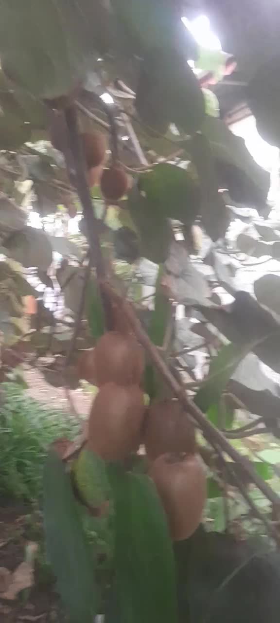 کیویی درختی|عمدهفروشی|واجارگاه, |دیوار