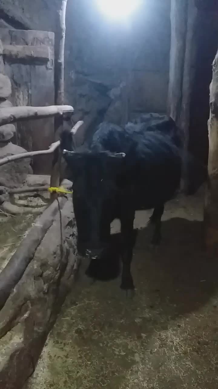 آدرس طارم روستا ولیس|حیوانات مزرعه|چورزق, |دیوار