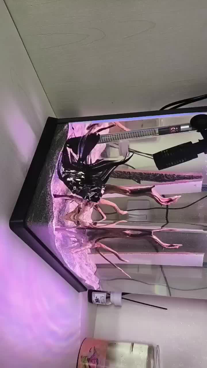 ماهی آنجل جفت|ماهی|مشهد, شریف|دیوار