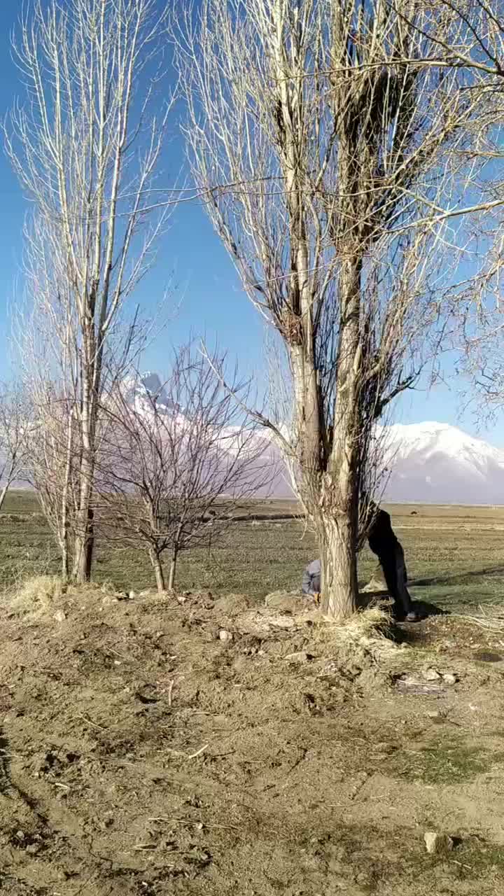 اره برقی و قطع درختان تر و خشک|خدمات باغبانی و درختکاری|کرمانشاه, |دیوار