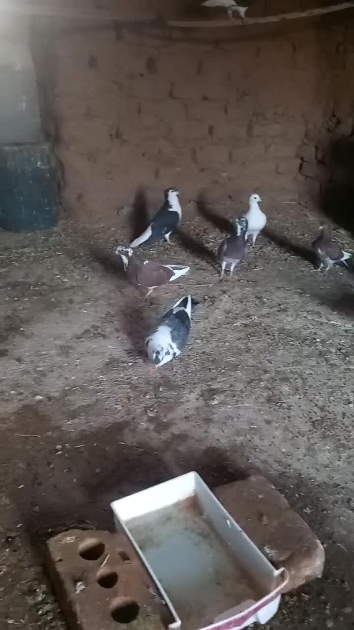 ۱۰کبوتر فروشی|پرنده|خوسف, |دیوار