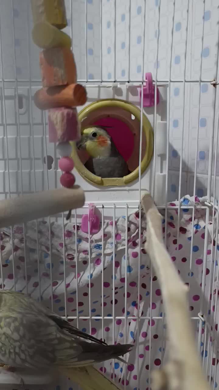 فروش دو عدد عروس هلندی|پرنده|مهدی شهر, |دیوار