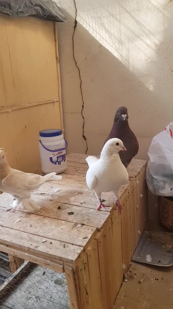 کبوترنر زرد دم سرور کاکلی چاقچول،نروماده کینگشاهی|پرنده|قم, باجک یک|دیوار