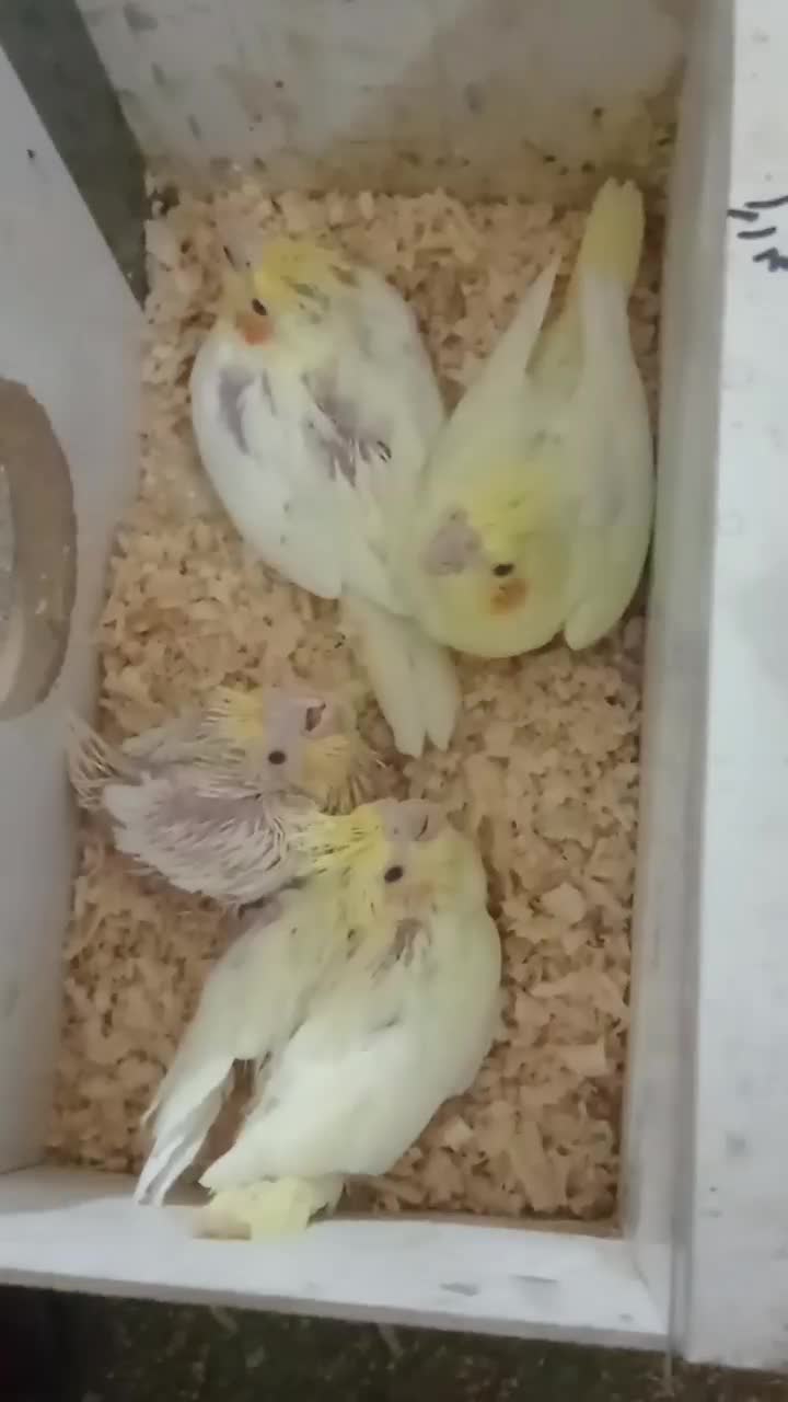 پرندگان عروس هلندی،طوطی برزیلی ومرغ عشق پروانی|پرنده|سلماس, |دیوار