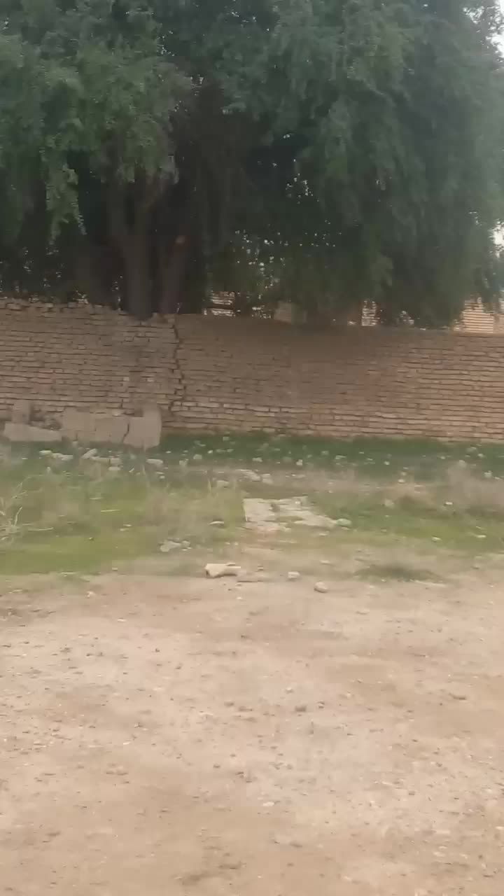 اسب|اسب و تجهیزات اسب‌سواری|شوش, |دیوار