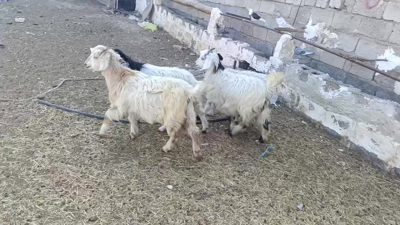 چپیش ماده برای نگهداری|حیوانات مزرعه|اردبیل, |دیوار