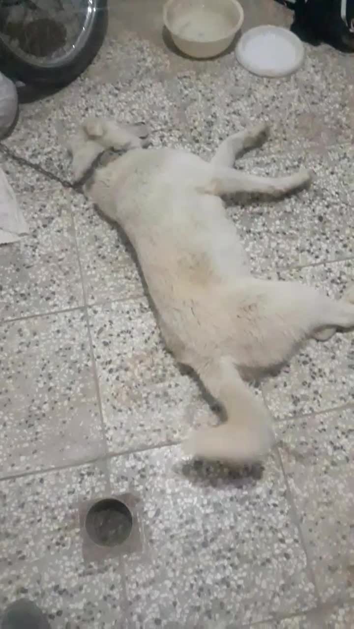 سگ سفید ماده|سگ|مینودشت, |دیوار