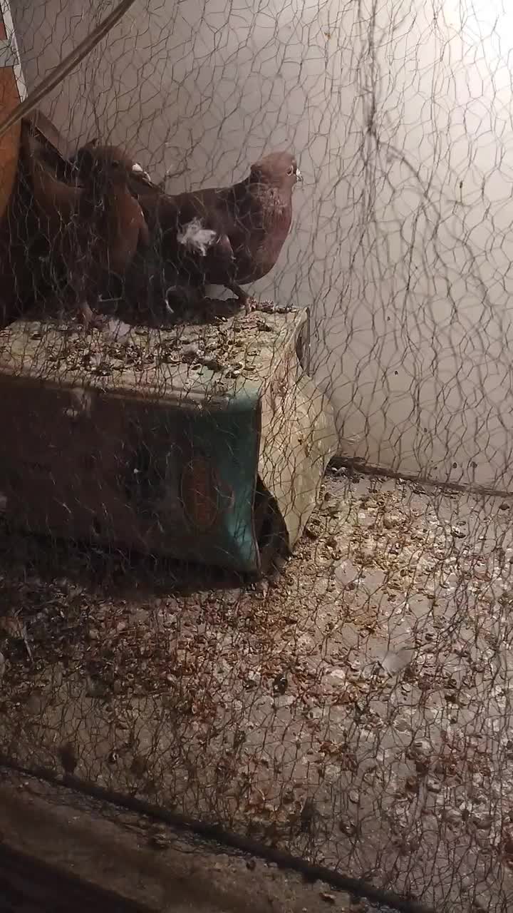 جفت سرخ کرمونی تاجی میخ|پرنده|قائن, |دیوار