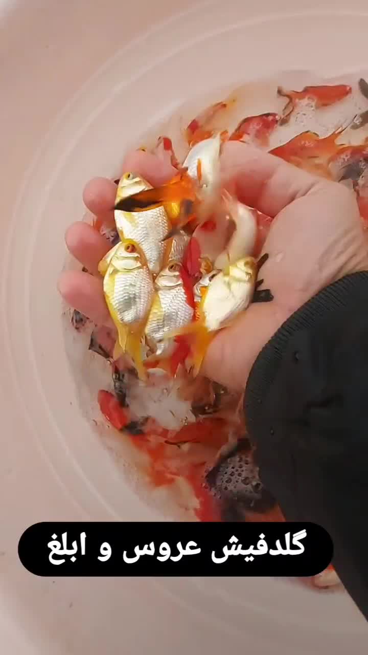 ماهی قرمز . گلدفیش . کوی|ماهی|کیاشهر, |دیوار