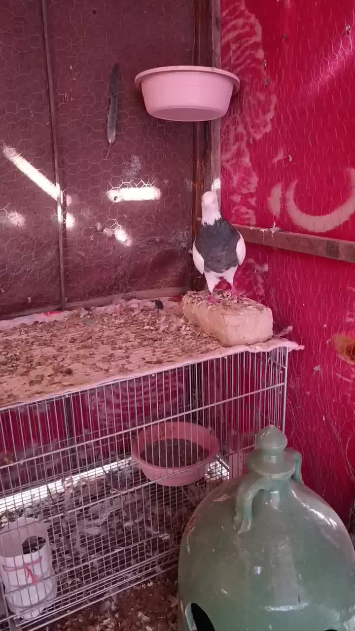 ماده فولادی|پرنده|بیستون, |دیوار