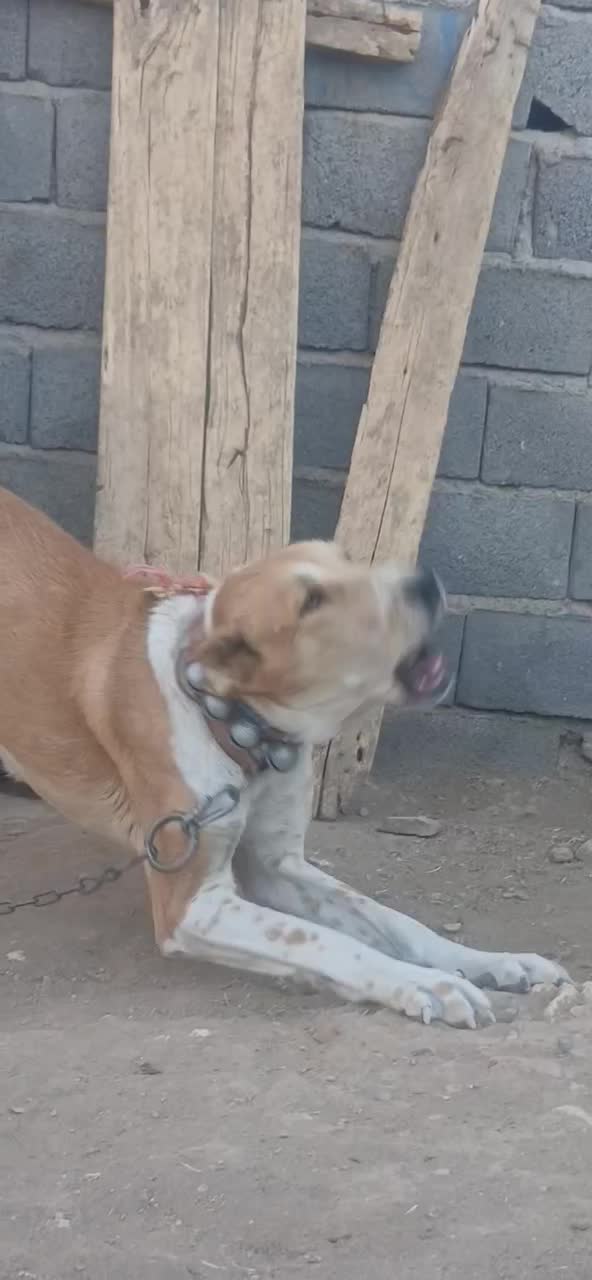 توله ماده خراسانی|سگ|زرندیه, |دیوار