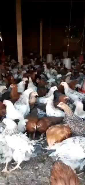 فروش نیمچه مرغ وخروس ۲ماهه و۳ماهه و۴ماهه گلپایگانی|حیوانات مزرعه|گلپایگان, |دیوار
