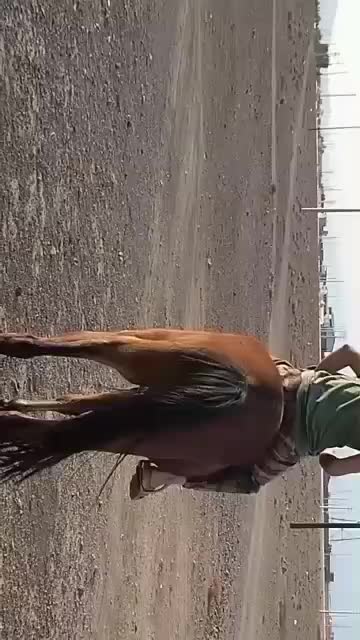 اسب مادیون کرد|اسب و تجهیزات اسب‌سواری|جعفرآباد, |دیوار