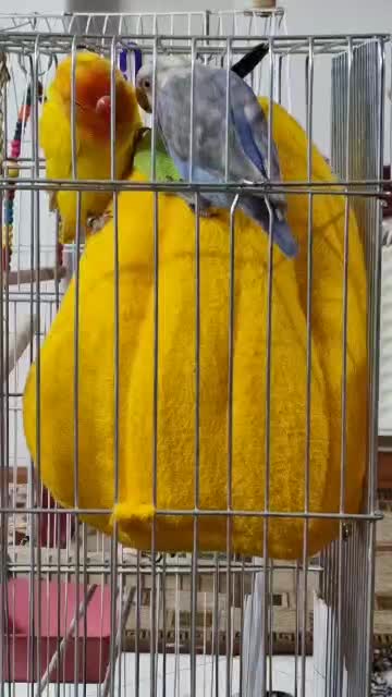 کوتوله برزیلی گمشده ایذه خیابان مدرس|حیوانات|ایذه, |دیوار