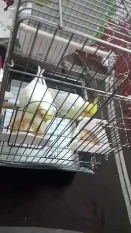 عروس هلندی لوتینو مولد|پرنده|قم, منبع آب|دیوار