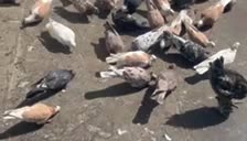 کبوتر کفتر سرور هما پشت زرد شازده شمرونی|پرنده|تهران, نارمک جنوبی|دیوار