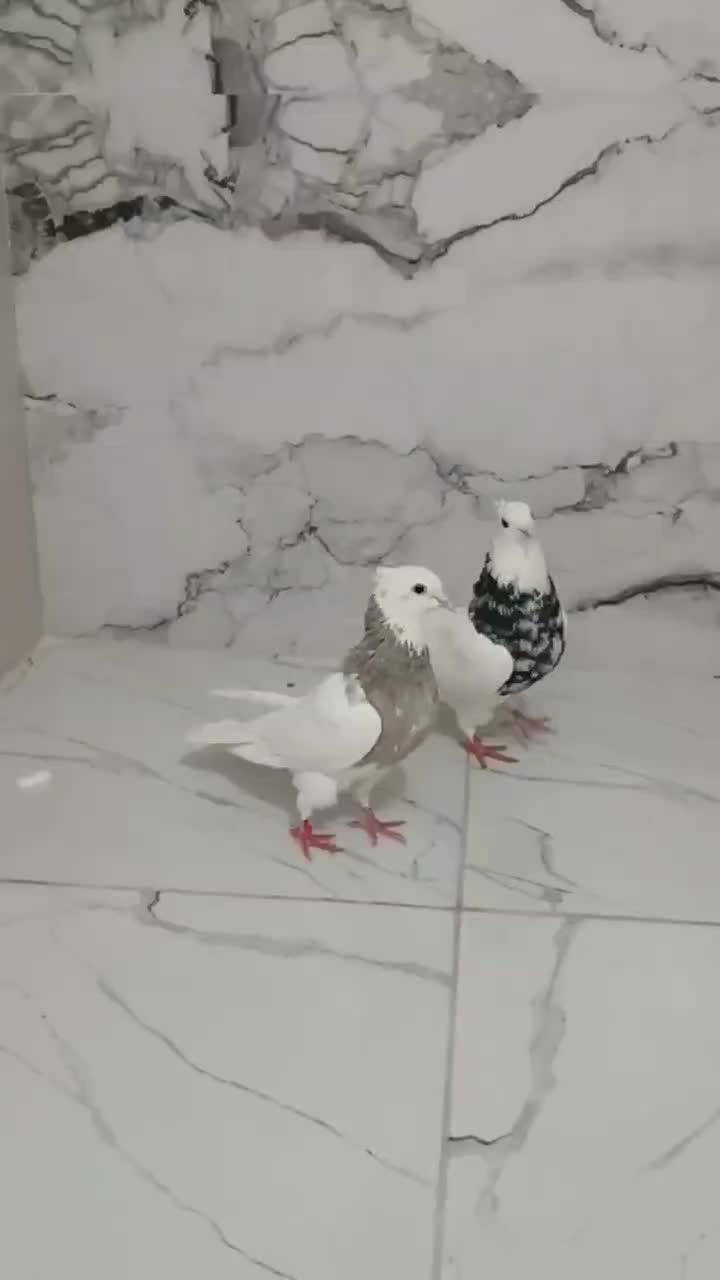 طوقی|پرنده|چرداول, |دیوار
