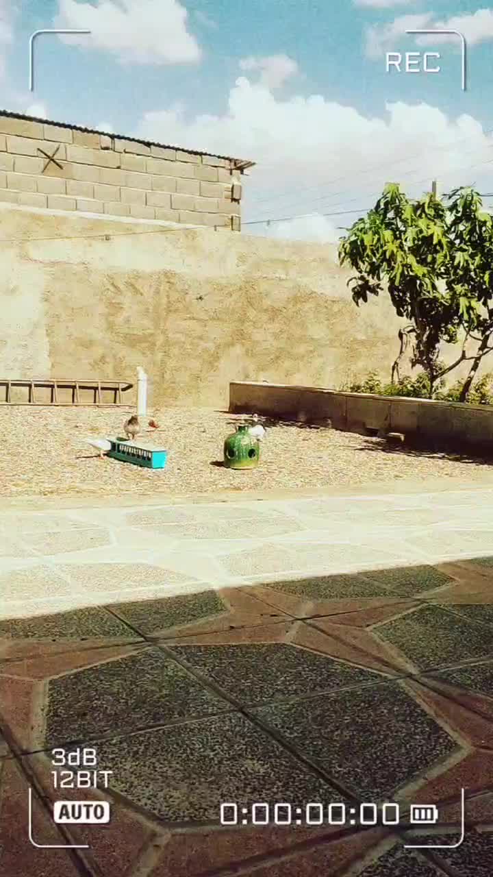 کفتر|پرنده|تاکستان, |دیوار