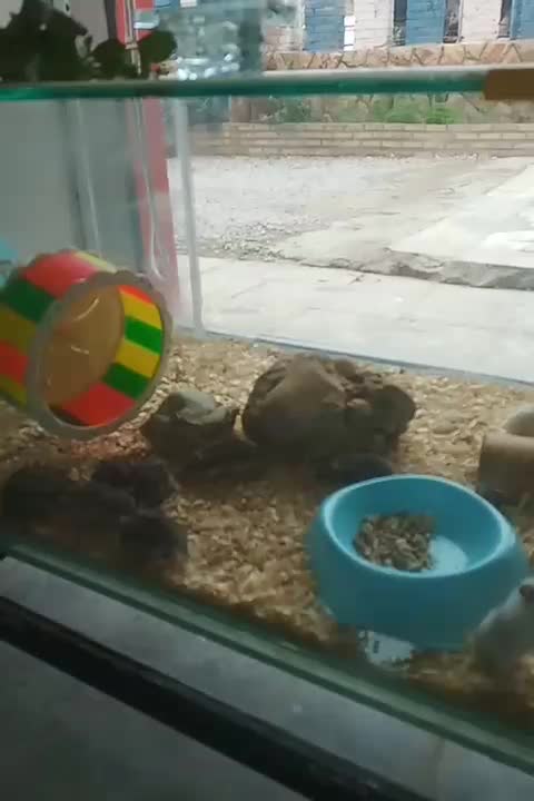 همستر|موش و خرگوش|مسجد سلیمان, |دیوار