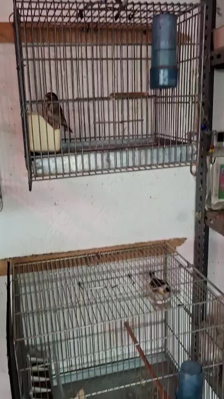 سهره سیاه سر (زاغ)|پرنده|بومهن, |دیوار