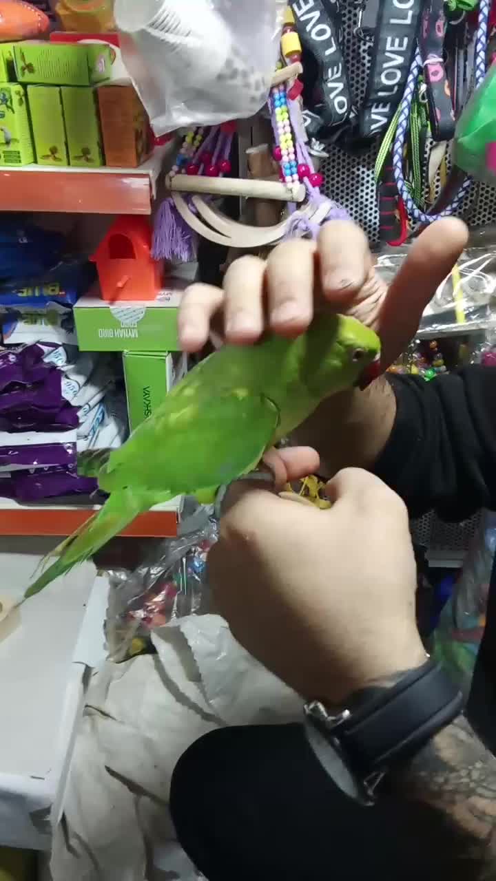 ملنگو نر رام دستی سخنگو|پرنده|تهران, جیحون|دیوار