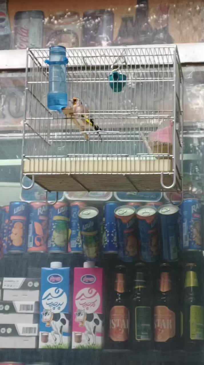 سهره نره|پرنده|تهران, انبار نفت|دیوار