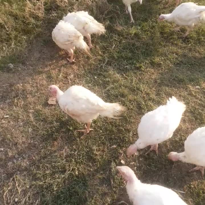 بیوتی۶۲ماهه|حیوانات مزرعه|گمیشان, |دیوار