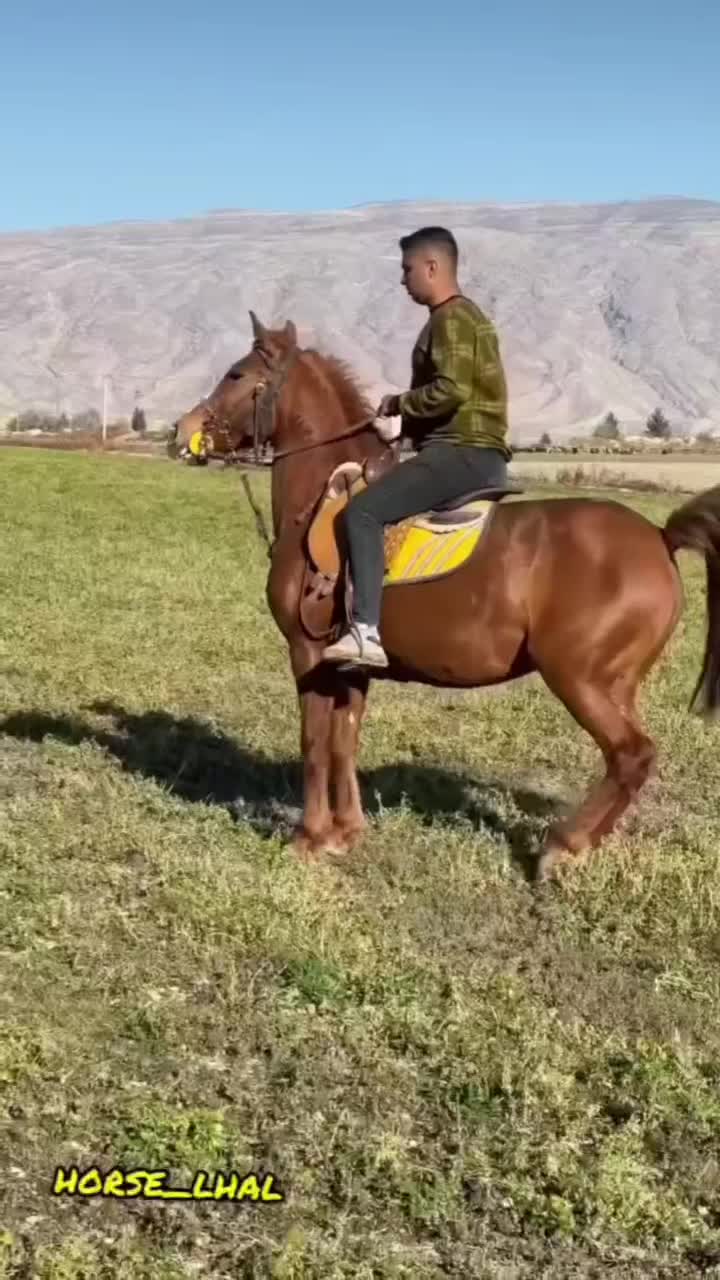 اسب|اسب و تجهیزات اسب‌سواری|فیروزآباد (فارس), |دیوار