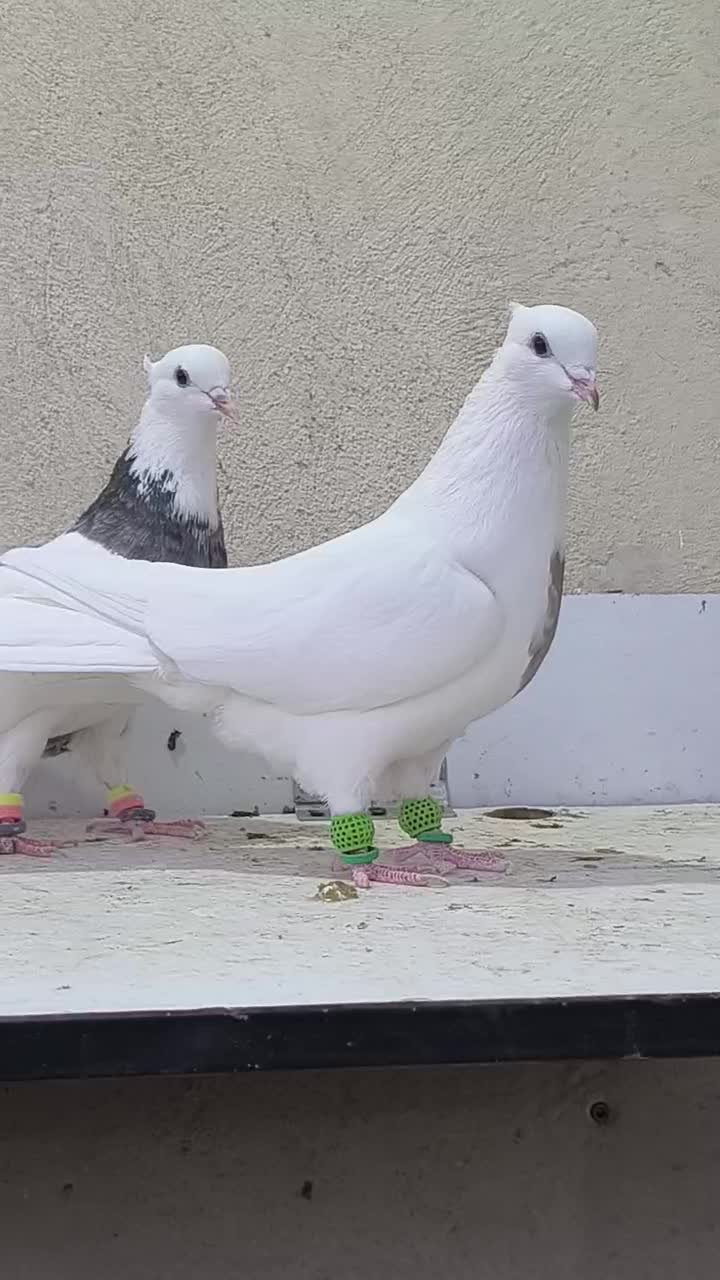 جفت طوقی ماده|پرنده|تاکستان, |دیوار