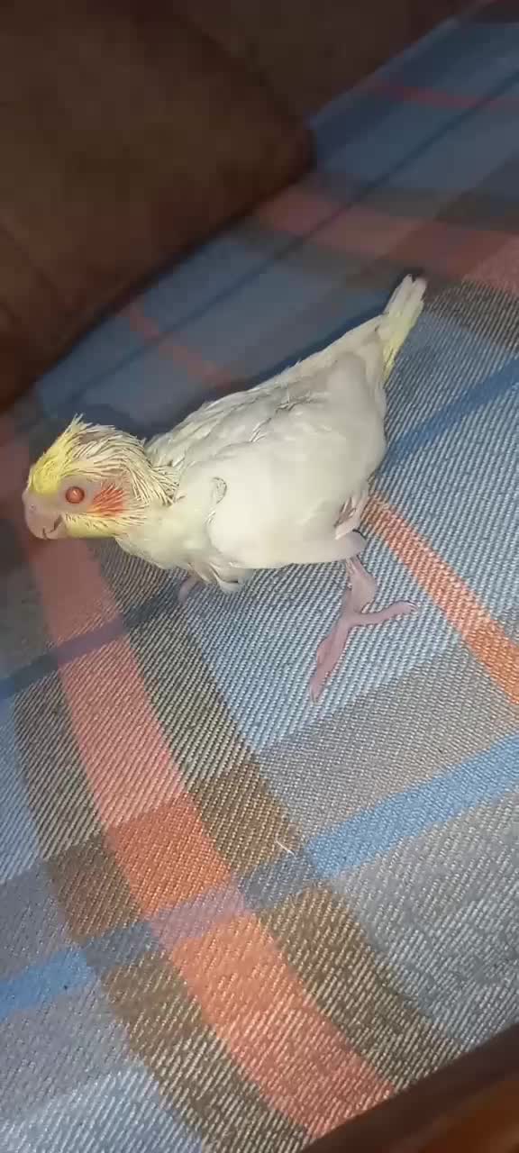 جوجه عروس هلندی لوتینو سرلاکی|پرنده|باقرشهر, |دیوار