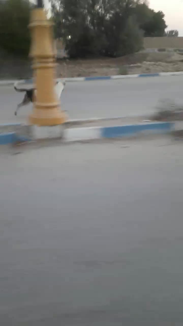 سگ دورگه ماده دو ساله پیتبول و دوگو|سگ|اهرم, |دیوار