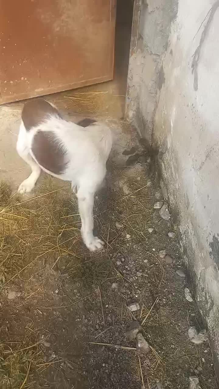 توله سگ شکاری موسمی نر|سگ|کوچصفهان, |دیوار